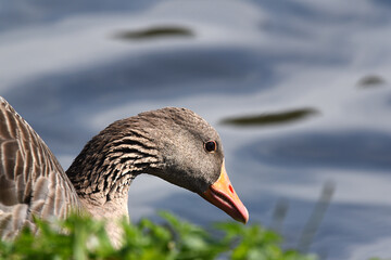 Nahaufnahme einer Wildgans