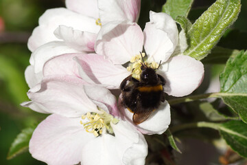 Bumblebee species in the  Bombus terrestris-complex (Hymenoptera, Apidae) on the flowers of the...