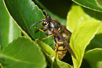 Queen of a common wasp (Vespula vulgaris) of the family Vespidae in spring on the leaves of an Euonymus a Dutch garden. 