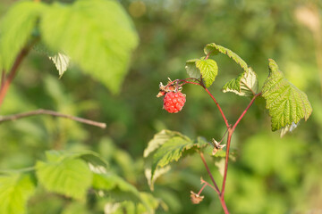 Forest raspberry berry on a green blurred background in the rays of the sun..