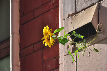 A sunflower grew on the wall of a house from a seed stuck in the ventilation