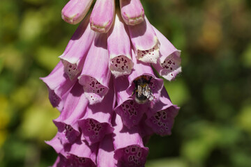 Flowering foxglove (Digitalis), plantain family (Plantaginaceae) and a garden bumblebee (Bombus hortorum), family Apidae. Spring in a Dutch garden.  © Thijs de Graaf