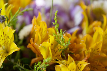 Alstroemeria Yellow petal close-up macro on a blurred background.