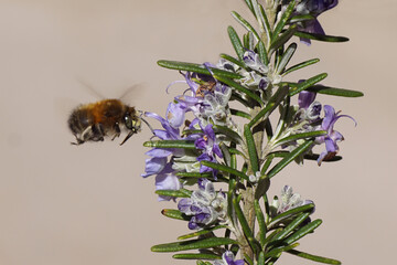 Hairy-footed flower bee (Anthophora plumipes) flying to the flowers of rosemary (Salvia rosmarinus), family Lamiaceae, Labiatae. March, Netherlands