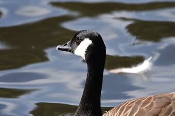 Nahaufnahme einer Wildgans