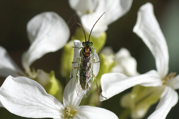 Sawfly of the subfamily Nematinae. Family Common sawflies (Tenthredinidae). On white flowers of Annual honesty (Lunaria annua). Crucifers or cabbage family (Brassicaceae). Spring, Netherlands, April 