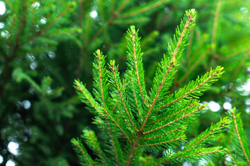 Background of Christmas tree branches.