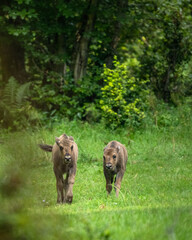 Wild European Bison (Bison bonasus) in the natural habitat. Bieszczady. Carpathian Mountains. Poland.