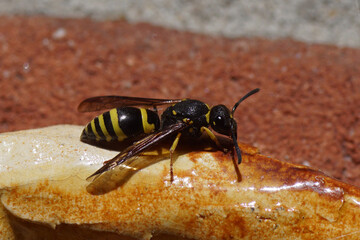 Potter wasp of the genus Ancistrocerus and family Vespidae in front of a wall. Maybe Ancistrocerus nigricornis. Spring, Netherlands April