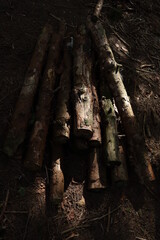 Pile of Logs in the Middle of the Wood