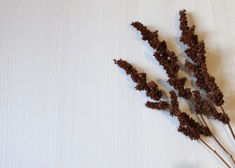 three brown branches on a light background