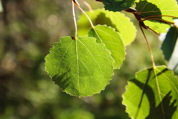 close up of green leaves