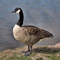 Obraz premium A view of a Canada Goose