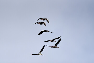 Wildgänse im Flug