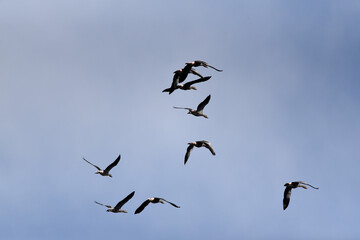 Wildgänse im Flug