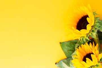 Sunflowers on white