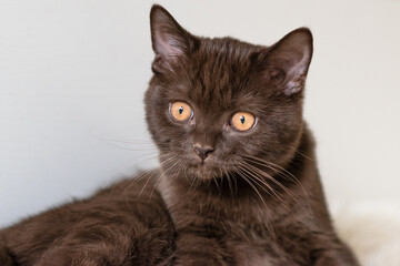 Cute chocolate british shorthair kitten  Selective soft focus