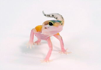 Leopard gecko / Leopardgecko (Eublepharis macularius) - Tangerine Eclipse 