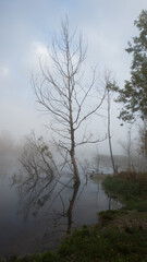 Dry tree by the river in the morning. Vertical web banner.