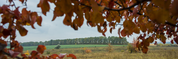 Orange foliage and a field with deciduous forest in cloudy weather. Autumn season.