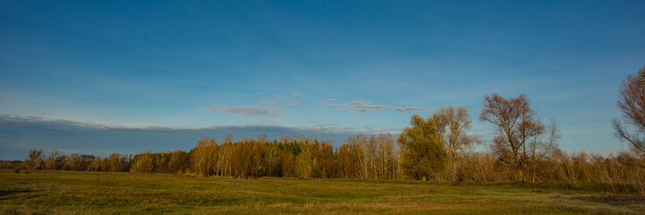 deciduous forest in the meadow against the blue sky, panoramic landscape. Web banner.