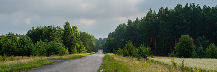 Old asphalt road going through a pine forest, cloudy weather. Web banner.
