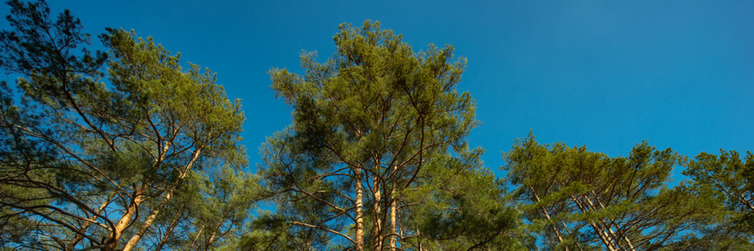 tops of the pine trees against the blue sky on a sunny day. Autumn season. Web banner.