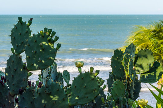 Vista do mar com cactos