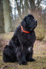 Black Newfoundland giant large size dog outside