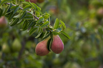 Pears on a branch, Pear tree,Tasty young pear hanging on tree, Summer fruits garden. Crop of pears, Healthy Organic Pears. Juicy flavorful pears of nature background