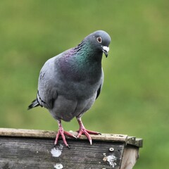 pigeon sitting on the stone