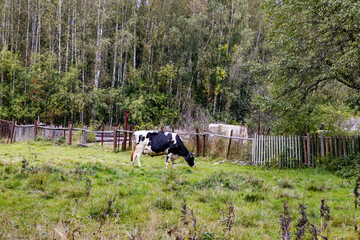 A cow grazes in a village next to an old wooden fence