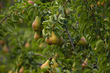 Pears on a branch, Pear tree,Tasty young pear hanging on tree, Summer fruits garden. Crop of pears, Healthy Organic Pears. Juicy flavorful pears of nature background