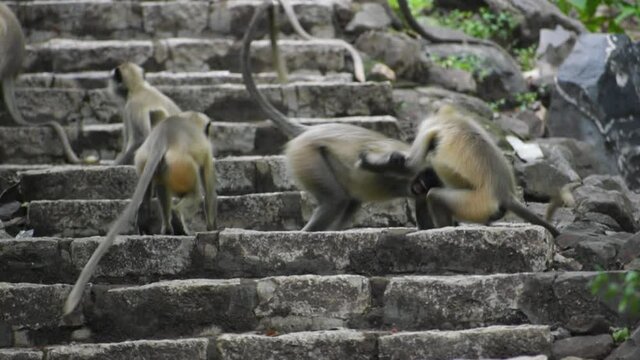 Monkeys fighting on stairs, at Jatashankar waterfall, Gujarat, India