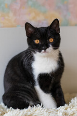 Bicolor british shorthair kitten, black and white cat. Funny emotions. Selective focus.