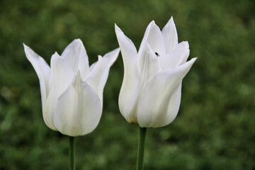 white tulip flower