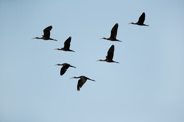 A flock of Glossy Ibis in flight at Asker Marsh, Bahrain