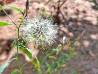 dandelion in the wind