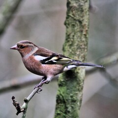 A close up of a Chaffinch