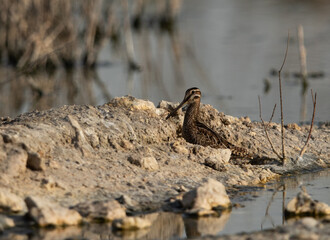 Common snipe at Akser Marsh in the morning hours at Bahrain.