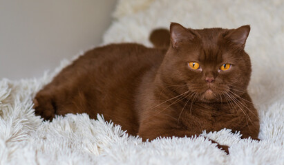 Portrait of big British short hair, brown  cat. cinnamon color.