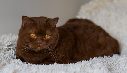 Portrait of big British short hair, brown  cat. cinnamon color.