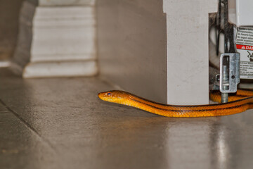Rat Snake Coming out from Under Our Dishwasher - Wesley Chapel, Florida