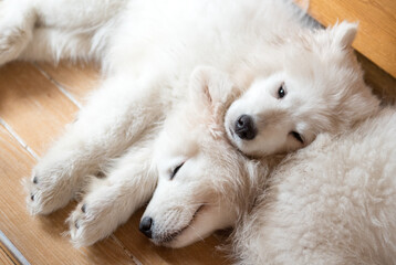 Two samoyed puppies laying on the floor