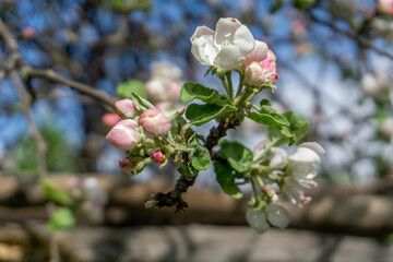 apple tree blossom