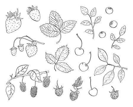 Berries clipart is a paint set of hand-drawn vector line art and watercolor digital illustrations