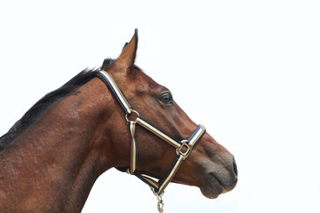 Obraz premium Thoroughbred stallion posing for cameras against white colored background