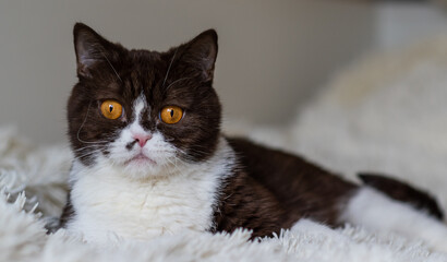 Portrait of funny british shothair bicolor cat 