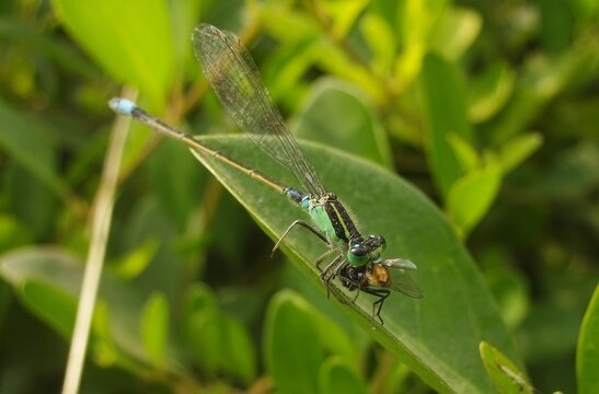 dragonfly hunter