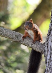 Écureuil roux 